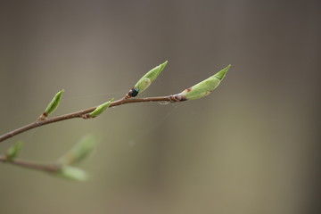green beetle on the branch