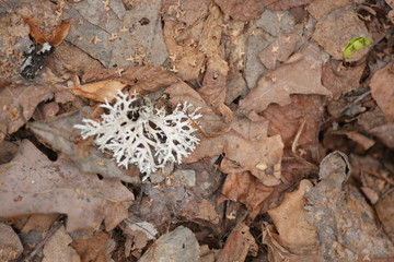 lichen on the old foliage