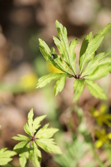 green plant in the forest