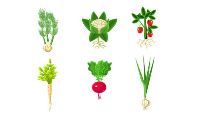 Vegetables With Leaves and Roots Set, Strawberry, Parsley, Onion, Radish, Fennel Vector Illustration