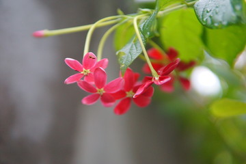 red little flowers