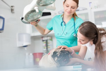 Young veterinary doctor and girl stroking pug on table at hospital