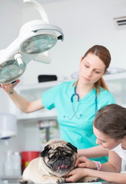 Young veterinary doctor and girl stroking pug on table at hospital