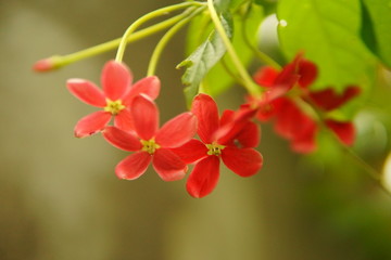 red floral