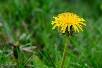 Hundeblume