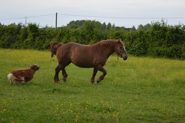 Jeu entre chien et cheval