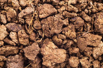 Dry cow dung isolated on white background