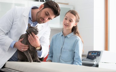 Doctor and owner examining Russian Blue cat's teeth on bed at veterinary clinic