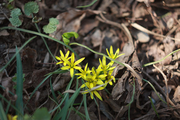 Flowering goose onions (Gagea lutea)