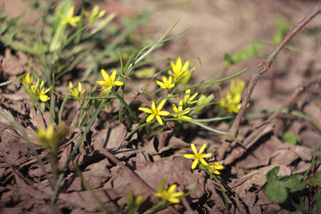 Flowering goose onions (Gagea lutea)