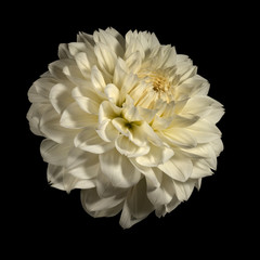 White dahlia flower on a black background. Side view