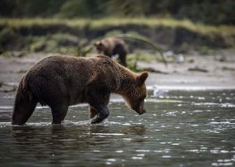 Obraz premium grizzly bear