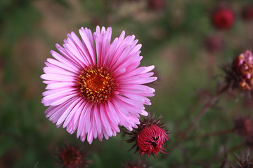 Obraz premium Symphyotrichum novi-belgii also known as New York Aster, a genus of the family Asteraceae whose species were once considered to be Asters.