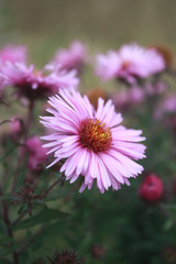 Obraz premium Symphyotrichum novi-belgii also known as New York Aster, a genus of the family Asteraceae whose species were once considered to be Asters.