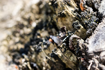 Close-up of a detailed tree bark wood texture.