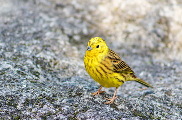 close up image of a yellowhammer bird with copy space