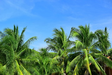 Fototapeta premium Palm trees against the blue sky. 