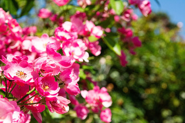 Fototapeta na wymiar ピンク色の花