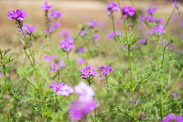 Naklejka premium バーベナ