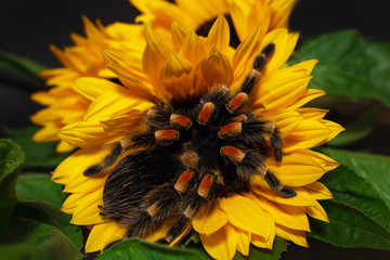 Bright huge birdeater tarantula spider Brachypelma Smithi with colorful sunflowers. Large dangerous giant arachnid.