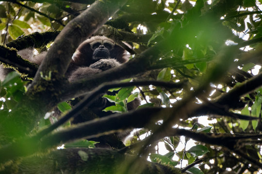 Skywalker hoolock gibbon monkey in a tree