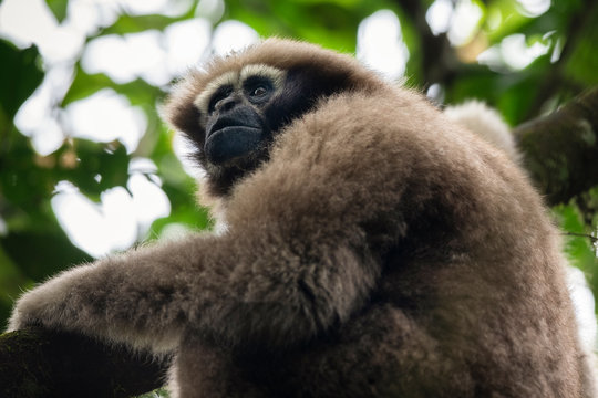 Skywalker hoolock gibbon monkey in a tree