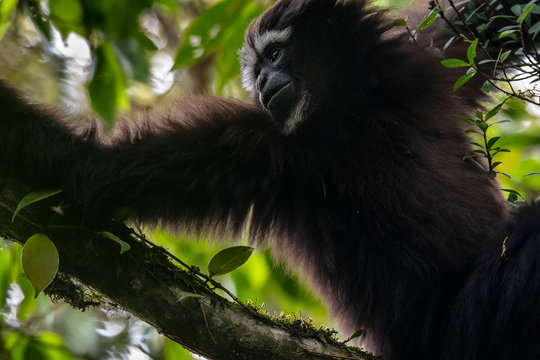 Skywalker hoolock gibbon monkey in a tree