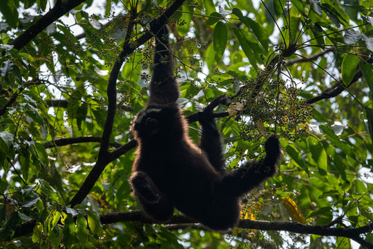Skywalker hoolock gibbon monkey in a tree