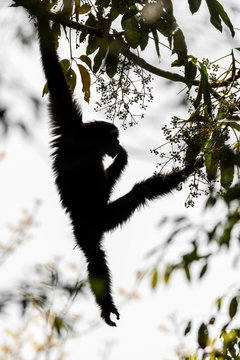 Skywalker hoolock gibbon monkey in a tree