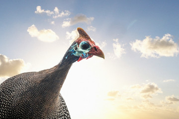 Close up of a guineafowl with golden blue sunset.