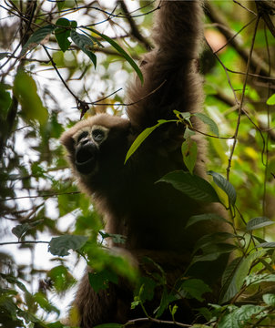 Skywalker hoolock gibbon monkey in a tree