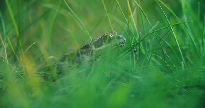 Close-up frog in the wild. hid among leaves and sticks. Macro shooting