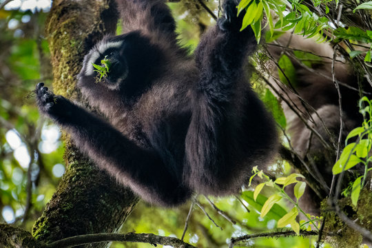 Skywalker hoolock gibbon monkey in a tree