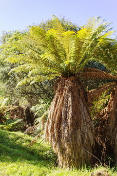 Full length image of a New Zealand Tree Fern - Dicksonia fibrosa