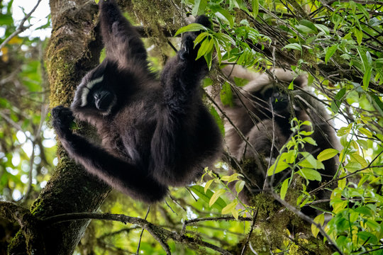 Skywalker hoolock gibbon monkey in a tree