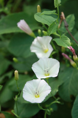 Field Bindweed (Convolvulus arvensis), white flowers