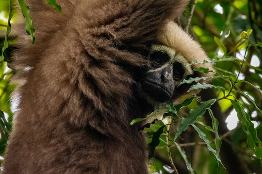 Skywalker hoolock gibbon monkey in a tree