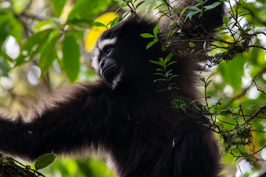 Skywalker hoolock gibbon monkey in a tree