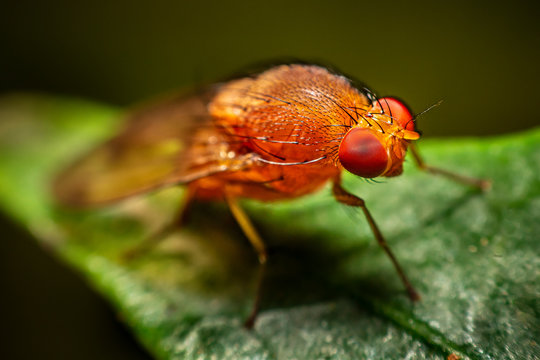 Red fly with facette eyes
