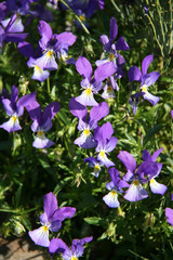 blooming flowers in auvergne (france) 