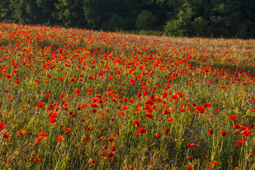Obraz premium Feld of poppies somewhere in Masuria