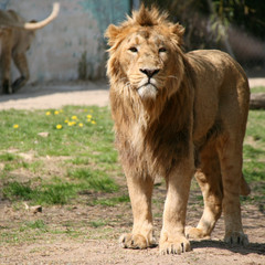 lion in a zoo in france 