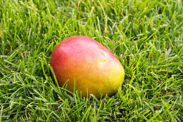 The close-up photo of a mellow  yellow and red mango fruit on the green grass. Vegetarian and healthy food. Nutrition and diet background.