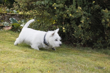 Naklejka na ściany i meble West Highland White Terrier Welpe schnüffelt im Gras