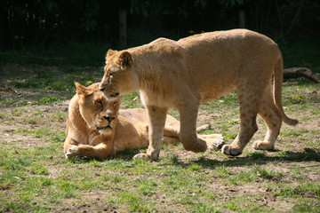 lionesses in a zoo in france 