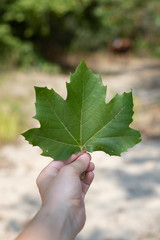 Hand holding a leaf of Norway maple in outdoor landscape. vertical shot.