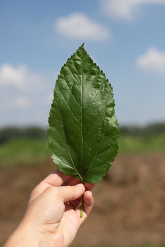 Hand holding a leaf of hackberry tree in outdoor landscape. vertical shot.