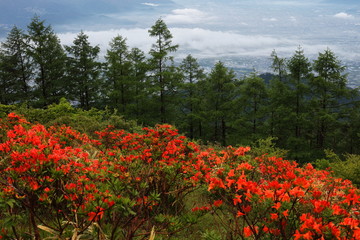 【山梨県】甘利山のレンゲツツジ