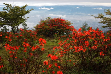 【山梨県】甘利山のレンゲツツジ