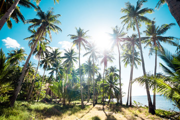 A forest of palm trees on a sunny day